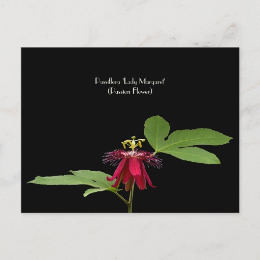 Exotic Red Passion-Flower Collectible Briefkaart (Voorkant)