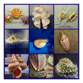 Exotic SeaShell Photography Sanibel Island Florida Poster (Voorkant)