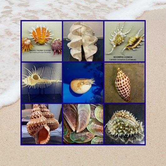 Exotic SeaShell Photography Sanibel Island Florida Poster