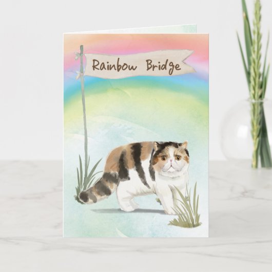 Exotic Short Hair Cat Pet Sympathie voor regenboog Kaart (Voorkant)