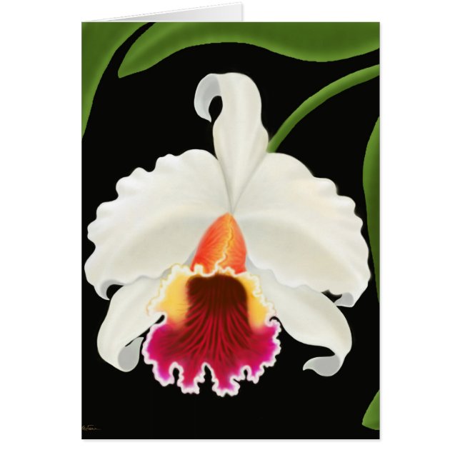 Exotic Tropical Cattleya Orchid (Voorkant)