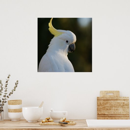 Exotic White Cockatau Poster (Keuken)