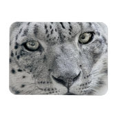 Exotic White Snow Leopard Magneet (Horizontaal)
