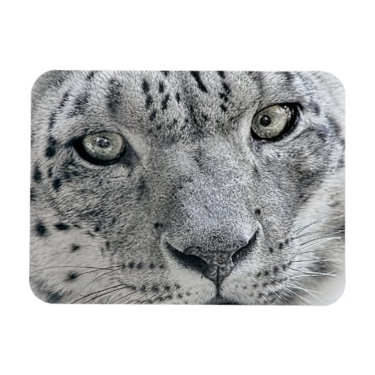 Exotic White Snow Leopard Magneet (Horizontaal)