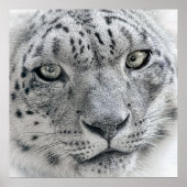 Exotic White Snow Leopard Poster (Voorkant)