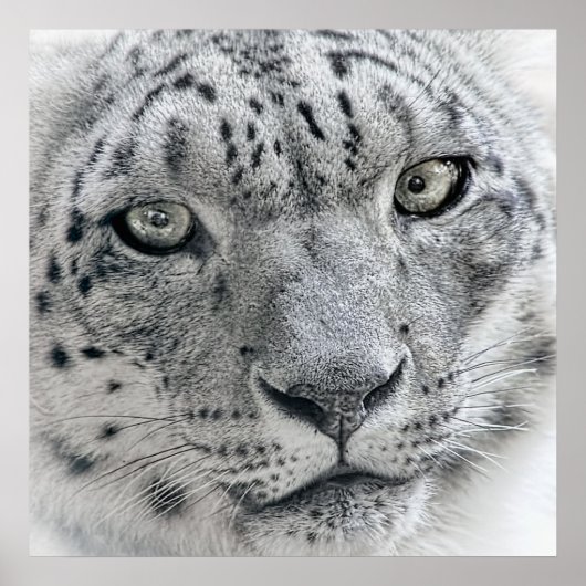 Exotic White Snow Leopard Poster (Voorkant)