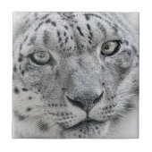 Exotic White Snow Leopard Tegeltje (Voorkant)