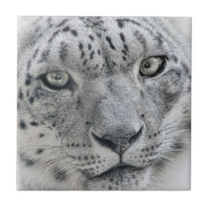Exotic White Snow Leopard Tegeltje