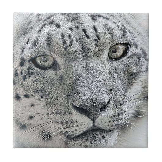 Exotic White Snow Leopard Tegeltje (Voorkant)