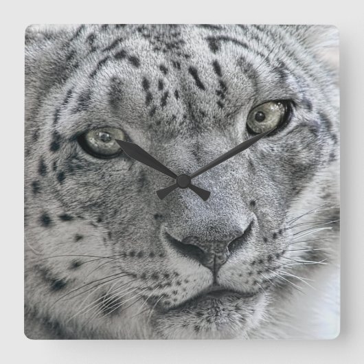 Exotic White Snow Leopard Vierkante Klok (Voorkant)