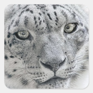 Exotic White Snow Leopard Vierkante Sticker