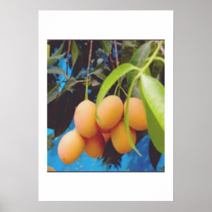 Exotisch Gandaria-fruit - Zeldzame tropische mango Poster