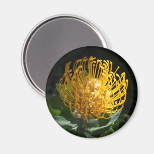Exotisch Geel Protea Pin Kussen Bloemmagneet Magneet