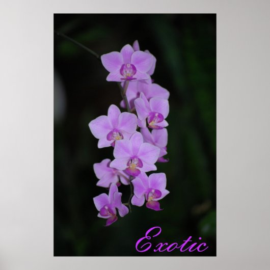 exotisch poster (Voorkant)