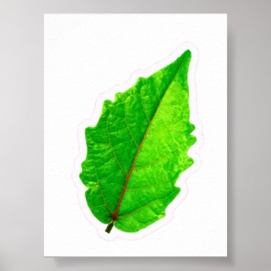 Exotisch Tropisch Groen Blad met Rode Aders Macro Poster (Voorkant)