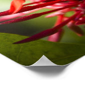 Exotische bali-ventilator poster (Hoek)