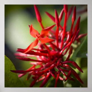 Exotische bali-ventilator poster