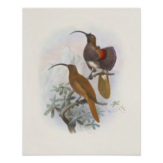 Exotische bergparadijsvogels Vintage Illustraties Perfect Poster