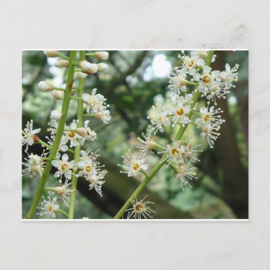 Exotische bloem in Ierland Briefkaart (Voorkant)