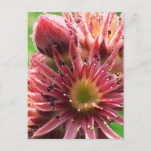 Exotische Bloem, Roze Knoppen, Succulent / Natuur Briefkaart