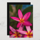 Exotische bloemachtergrond-plumeria kaart (Voorkant / Achterkant)