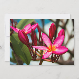 Exotische bloemen achtergrond plumeria bloeit kaart
