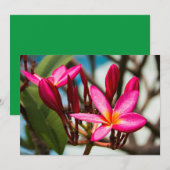 Exotische bloemen achtergrond plumeria bloesem kaart (Voorkant / Achterkant)