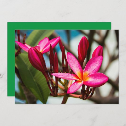 Exotische bloemen achtergrond plumeria bloesem kaart (Voorkant / Achterkant)