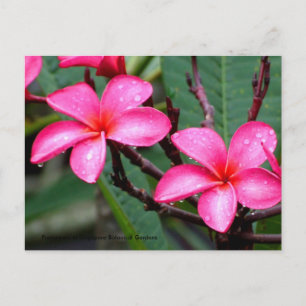 Exotische bloemen, Frangipani in Singapore Botanic Briefkaart