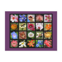 Exotische bloemen van over de hele wereld