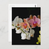 EXOTISCHE COLORFUL ORCHIDEN BRIEFKAART (Voorkant / Achterkant)