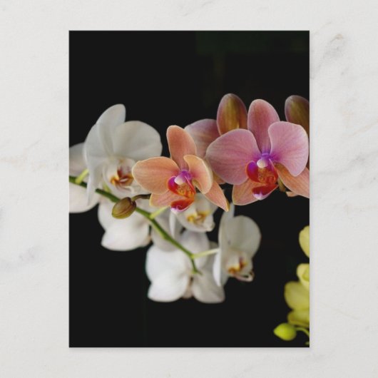 EXOTISCHE COLORFUL ORCHIDEN BRIEFKAART (Voorkant)