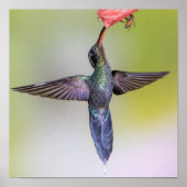 Exotische Hummingbird Voeding met Wings Open & Bee Poster (Voorkant)
