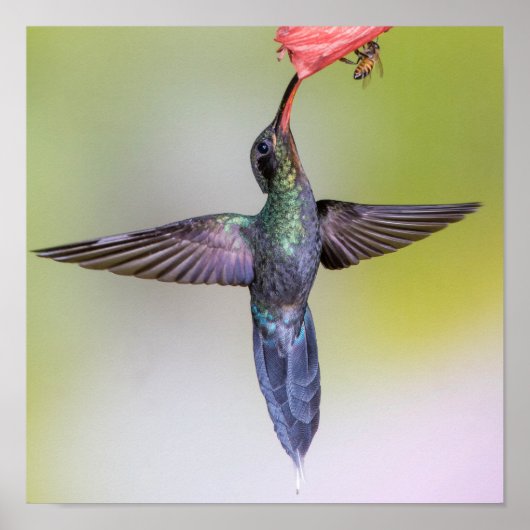Exotische Hummingbird Voeding met Wings Open & Bee Poster (Voorkant)