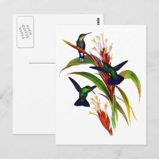 Exotische kleurrijke kolibries briefkaart (Voorkant / Achterkant)