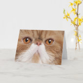 Exotische Korthaar Kaart (Gele Bloem)