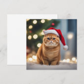 Exotische Korthaar Kerstmis (Voorkant / Achterkant)