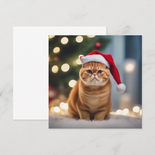 Exotische Korthaar Kerstmis (Voorkant / Achterkant)