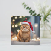 Exotische Korthaar Kerstmis (Staand voorkant)