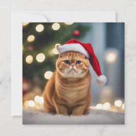 Exotische Korthaar Kerstmis