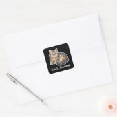Exotische Korthaar Vierkante Sticker (Envelop)