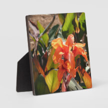 Exotische oranje bloem