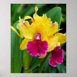 Exotische orchidee in gele en hete roze kleuren poster