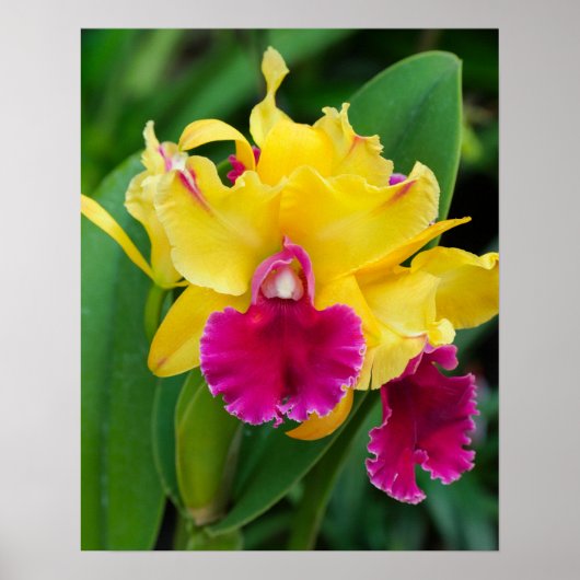 Exotische orchidee in gele en hete roze kleuren poster (Voorkant)