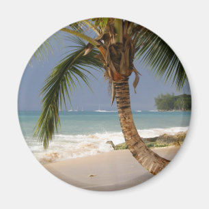 exotische palmboom op het strand magneet