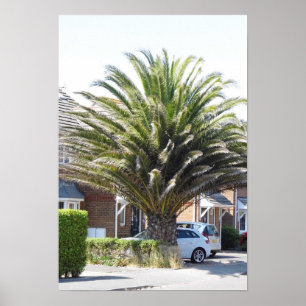 Exotische Palmen & planten in Selsey. Poster