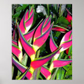 Exotische Planten (1) Poster (Voorkant)