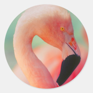 Exotische roze flamingo vogel Stickers