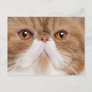 Exotische shorthair (2,5 jaar oud) briefkaart