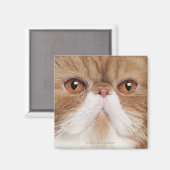 Exotische shorthair (2,5 jaar oud) magneet (Voorkant / Achterkant)